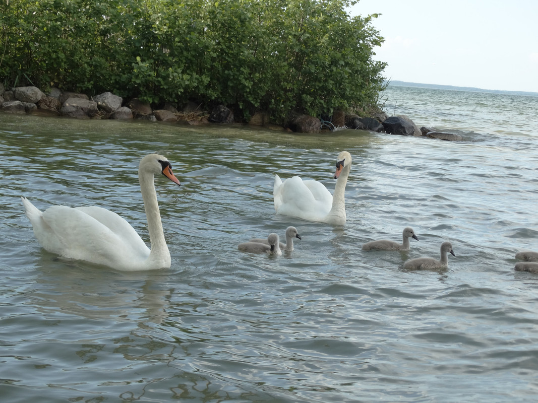 12 - DSC03777 (Czesio1)