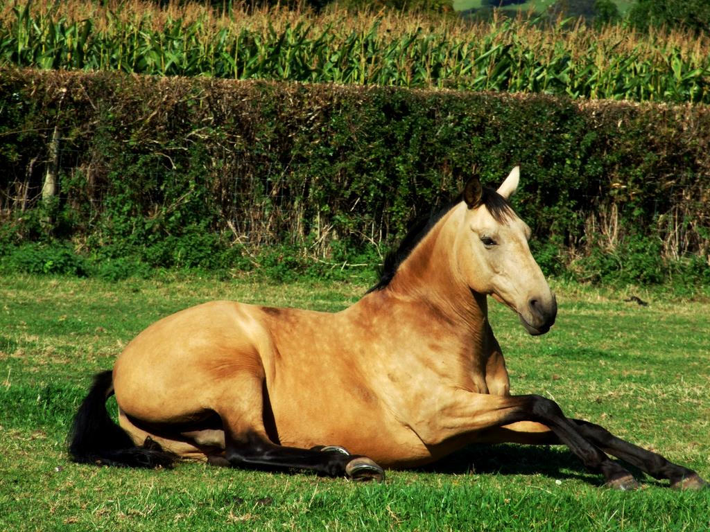 rocky-lying-down-by-equinephotoandstock-d8dw8n1-fullview.jpg