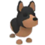 Australian Kelpie
