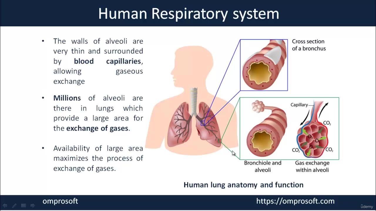 Biology - Nutrition, Respiration, Circulatory, Excretion