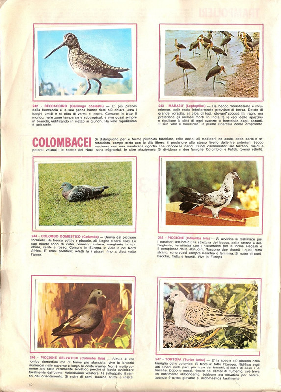 Animali-di-Tutto-il-Mondo-1965-Panini-44