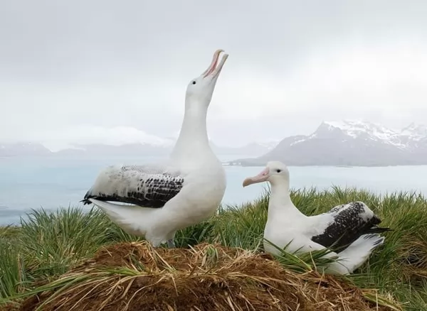 [صورة: albatross-bird-facts-13134-2-1660383435.webp]