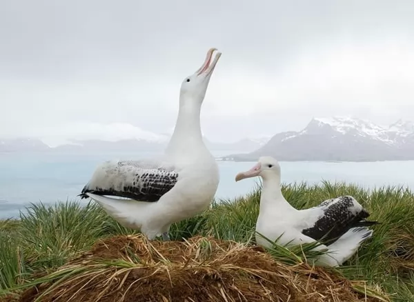 [Image: albatross-bird-facts-13134-2-1660383435.webp]