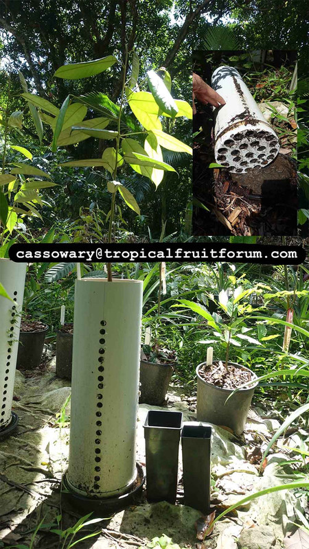 tap root air pruning pot durian cassowary