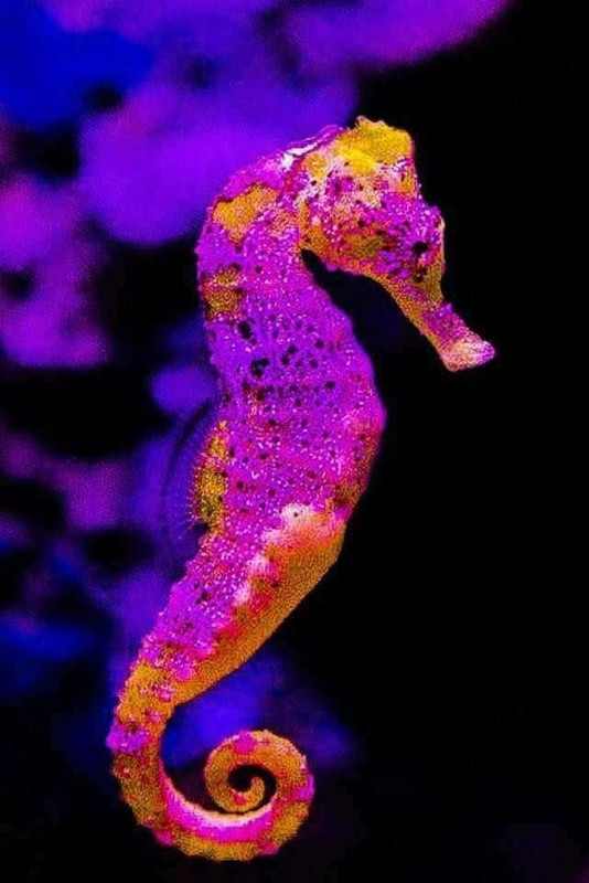 magentaseahorse.jpg