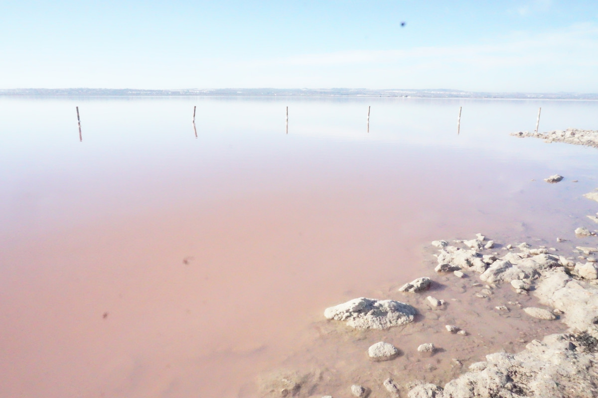 PN Lagunas La Mata y Salinas Torrevieja -Vega Baja, Alicante - Foro Comunidad Valenciana