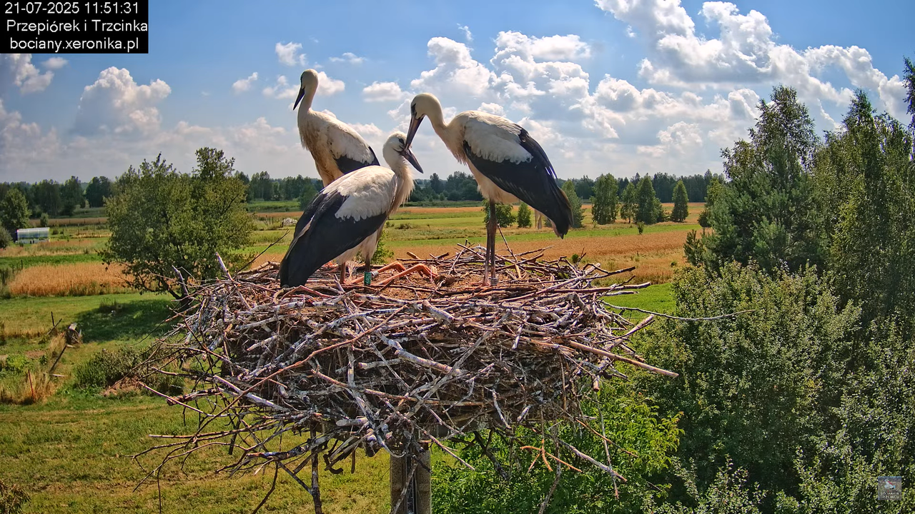 21072025bociany38