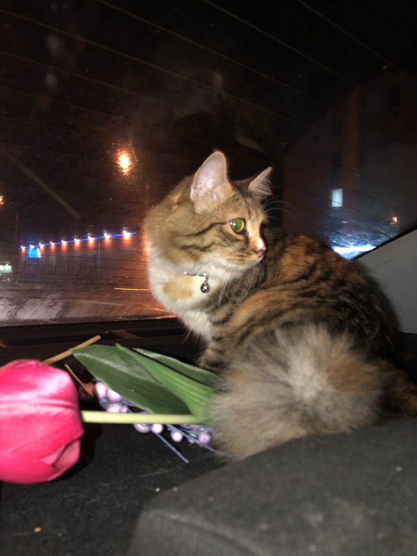 0EDA049C-7C4C-4CCB-86ED-8EEE35F550F0