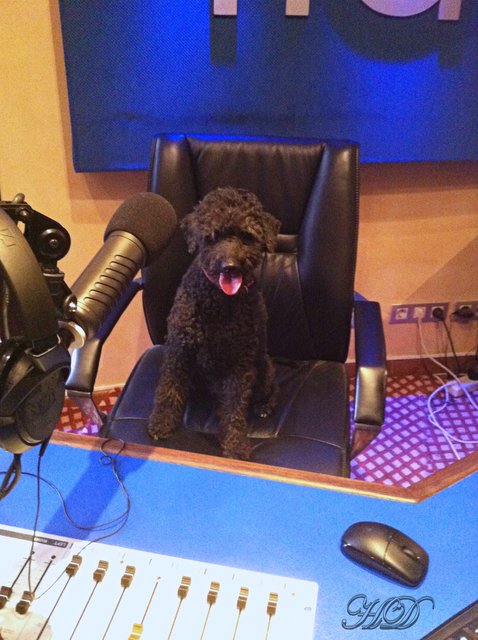 dogs-stan-at-the-studios-HD.jpg
