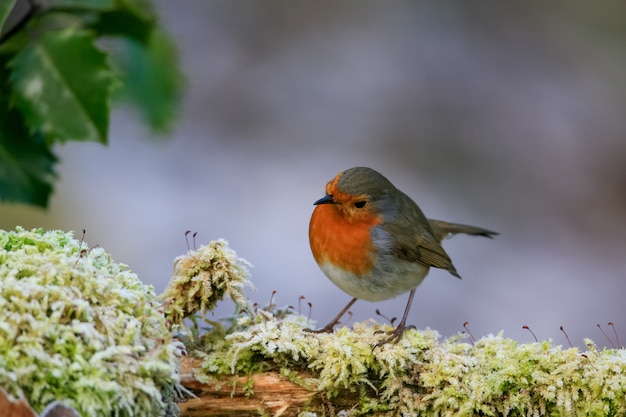 A American Robin Sound Like