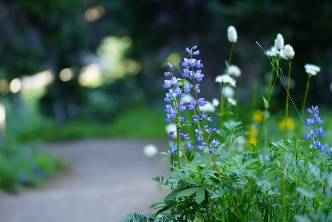 Photographed in Mount Rainier National Park