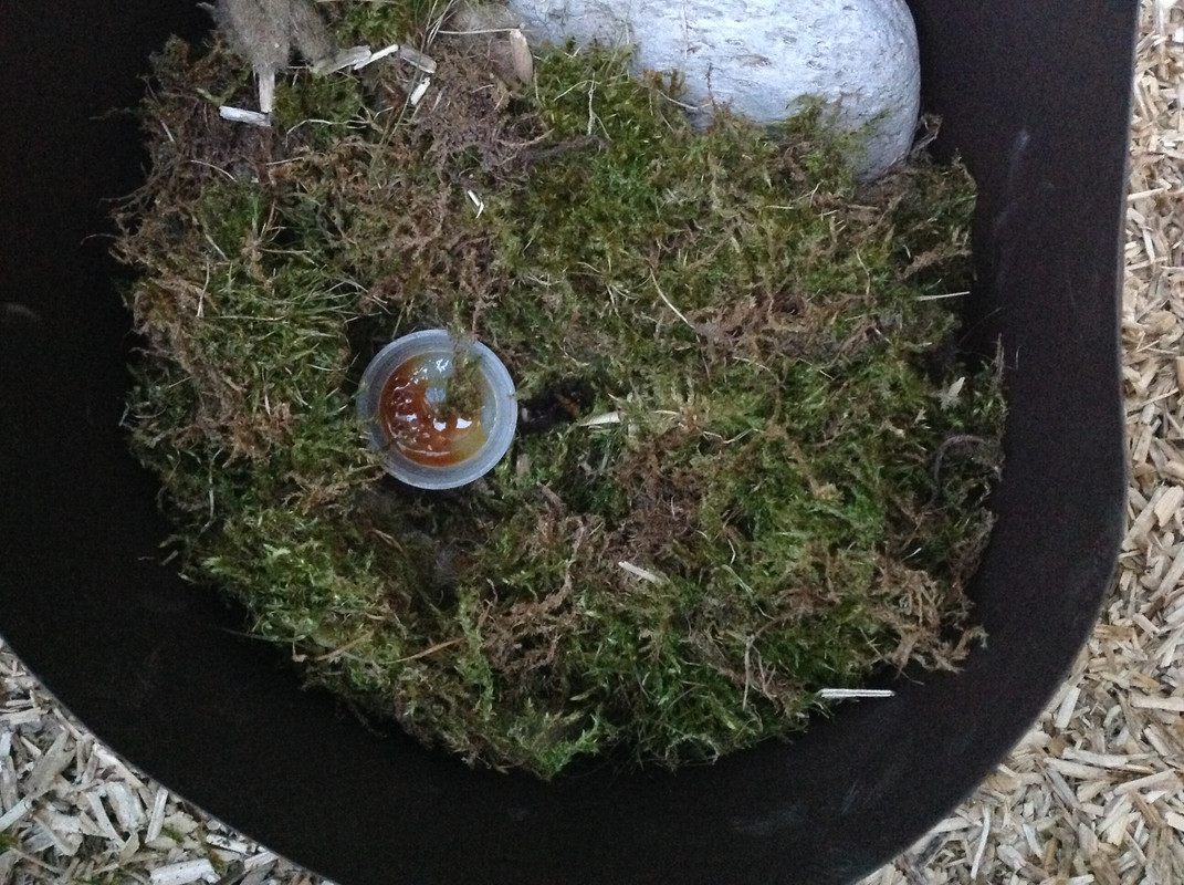 Kleine Erdhummel 3.04.16 (2)