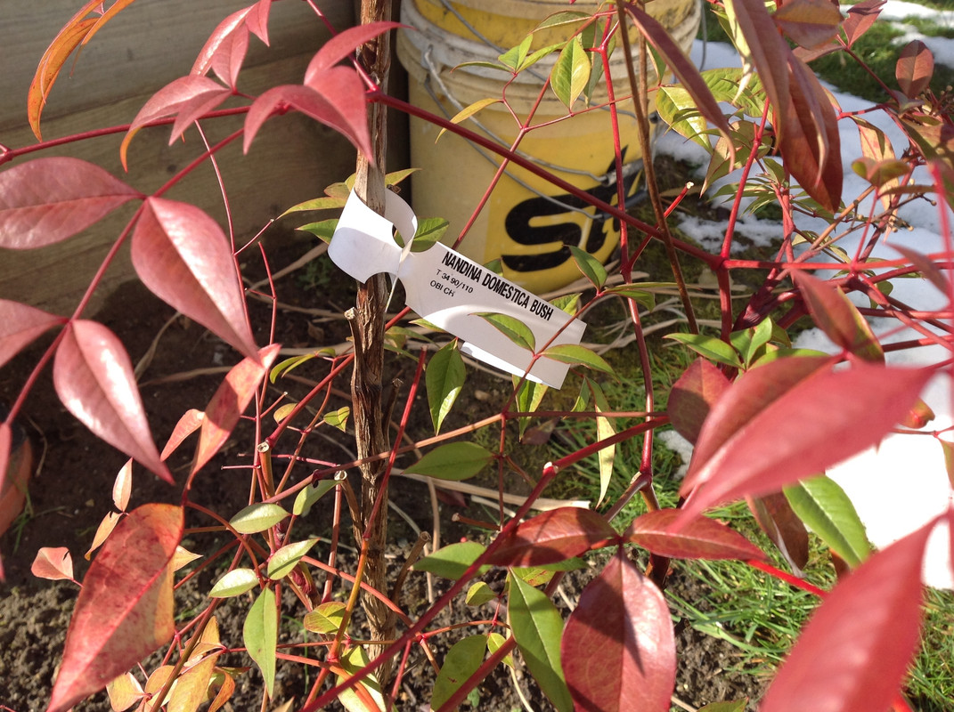 Garten Februar 12.02.2015 13 Uhr (2)