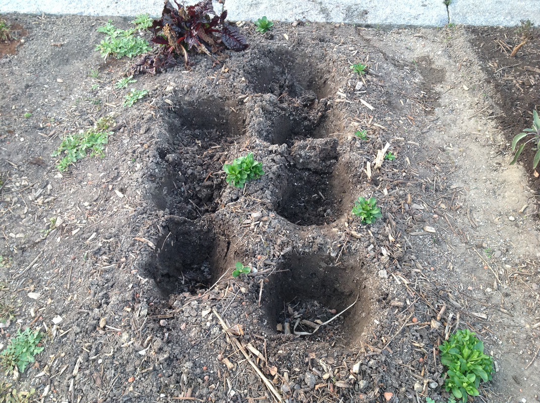 Die Phlox's umpflanzen 1.04.16 (2)