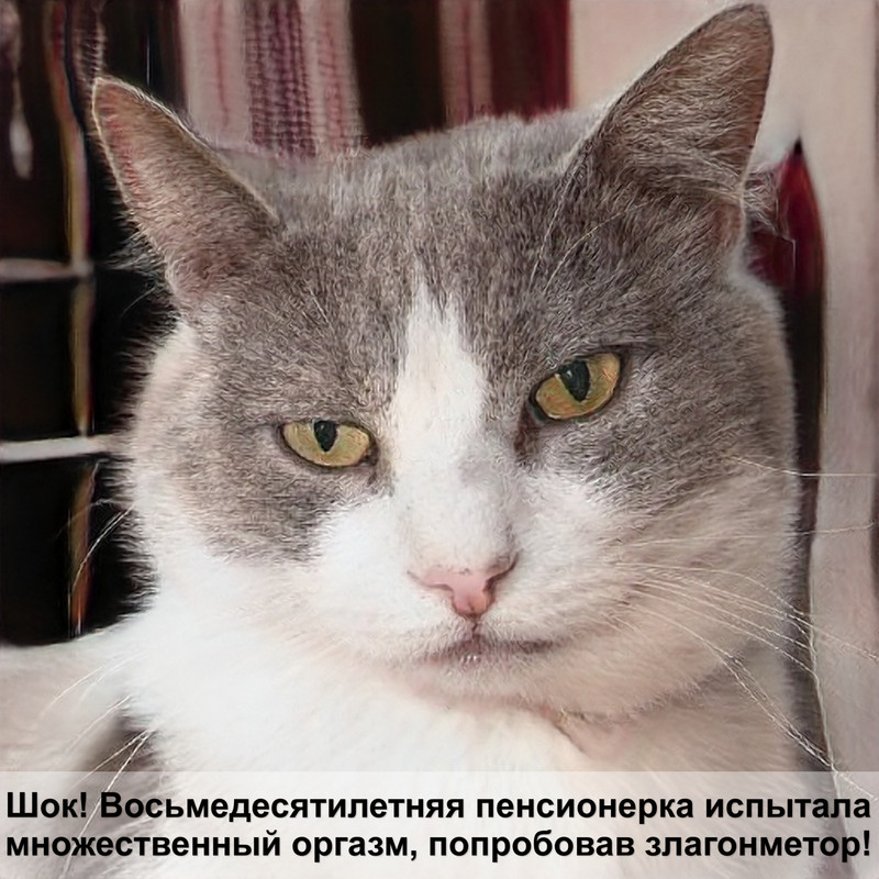 у кошки выпали усы