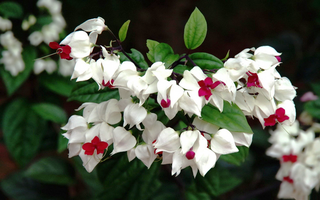 Thơ hoạ Nguyễn Thành Sáng & Tam Muội (1496) White-flowers