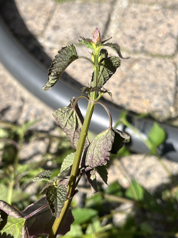 E4AF3A45-679B-44B9-9EE8-E6F8547A7BD3