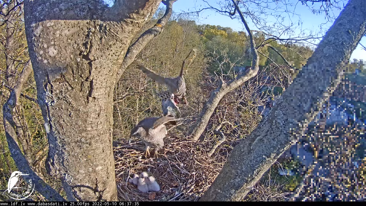 Vistu vanags (Accipiter gentilis) Rīgā - LDF tiešraide __ Goshawks, Riga, Latvia 12-5-20 screenshot 