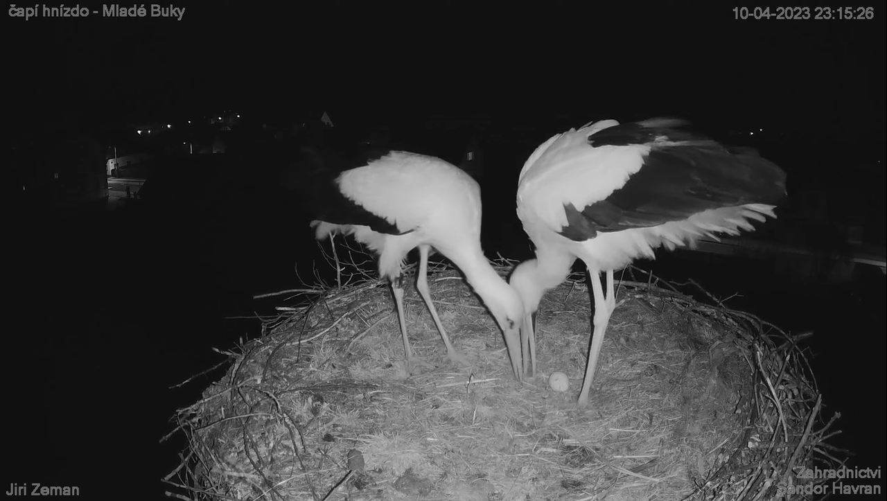 Živá kamera - Mladé Buky - čapí hnízdo 11-57-21 screenshot (1)