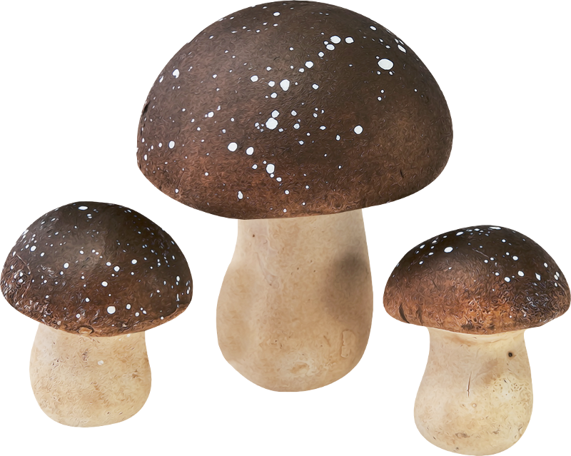 Autumn Witchery (146)