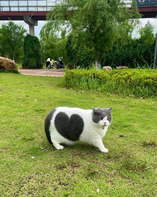 Chonky-Love2eea1aeab0cf2662840eea496873bee-5f817d96-640.jpg