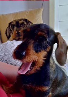 [Image: Hatchie-07-2020.jpg]