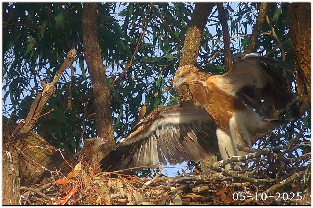 Screen Shot 10-05-25 at 10.59 AM