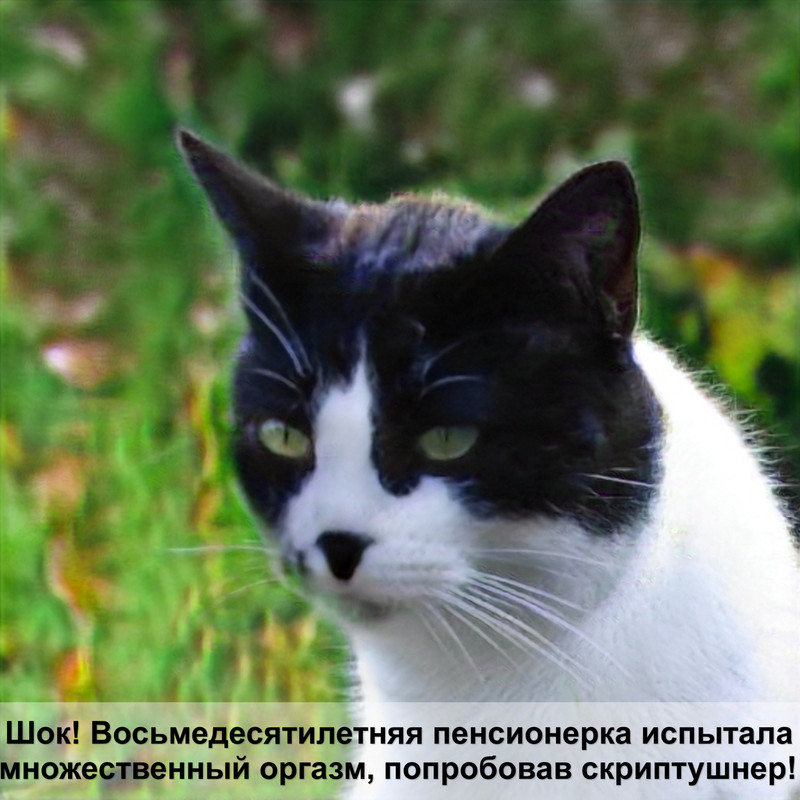 бирманская кошка виды окраса