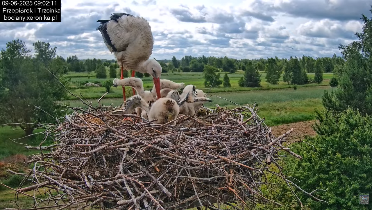 09062025bociany24