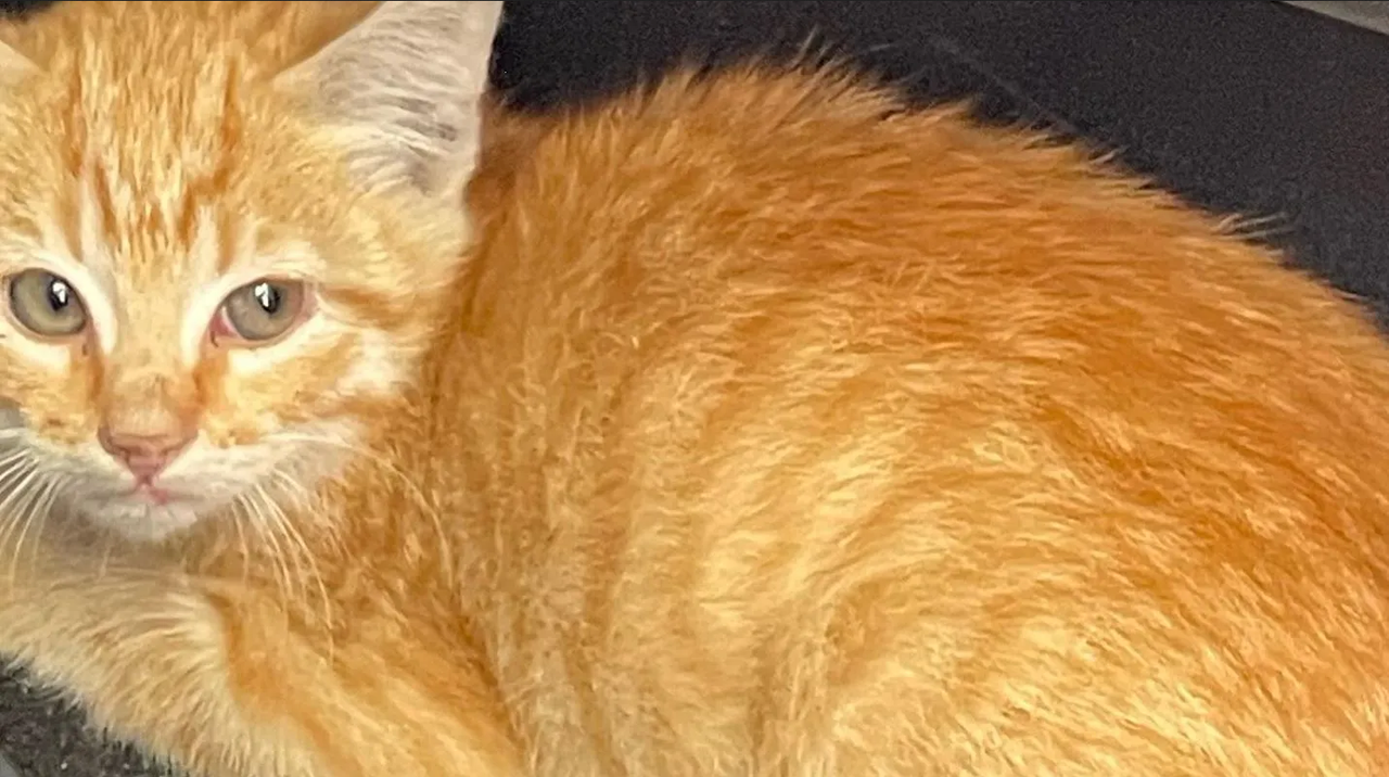 Dan en adopción gatito que causó accidente múltiple por su rescate