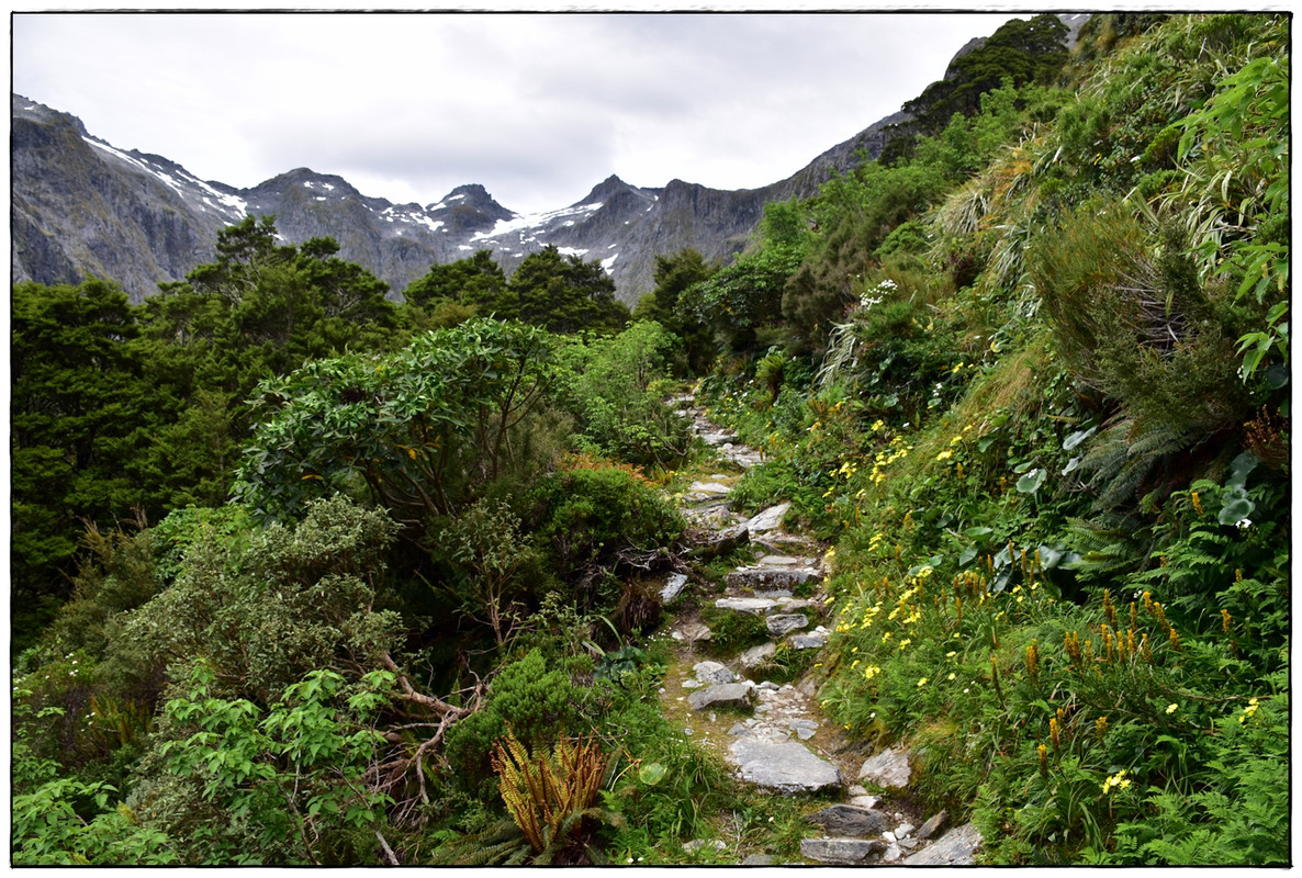 Fiordland NP: Milford Track (enero 2023) - Escapadas y rutas por la Nueva Zelanda menos conocida (30)