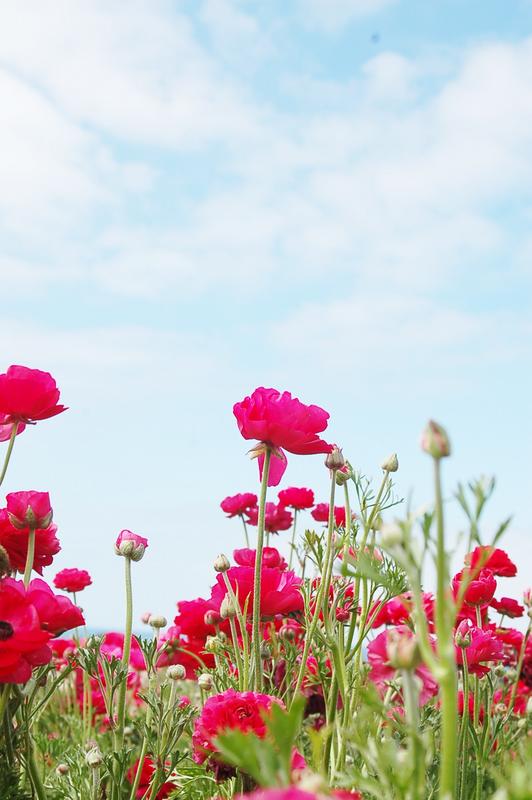 Blue-sky-and-red-flowers.jpg