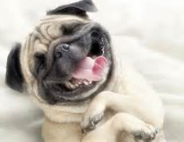 pug laughing