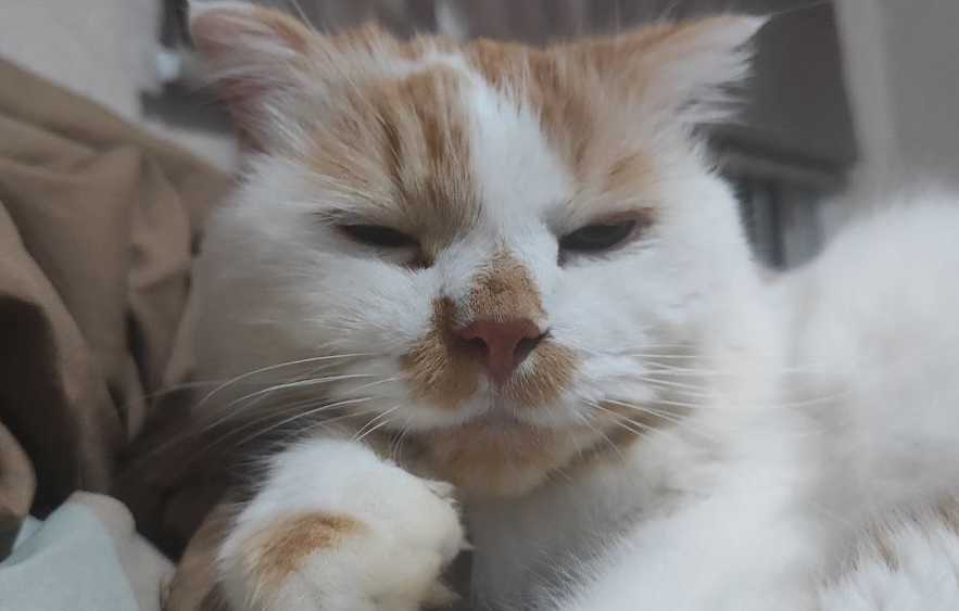 my super cool cat syrup