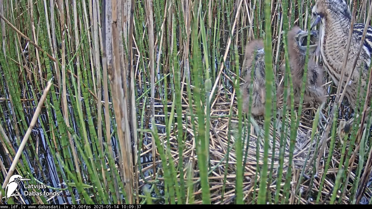 LDF Lielais dumpis (Botaurus stellaris) Zemītes pagastā 12-30-9 screenshot