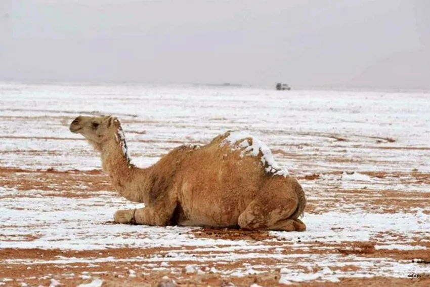 Imágenes apocalípticas: Arabia Saudita reporta fuerte nevada en pleno desierto