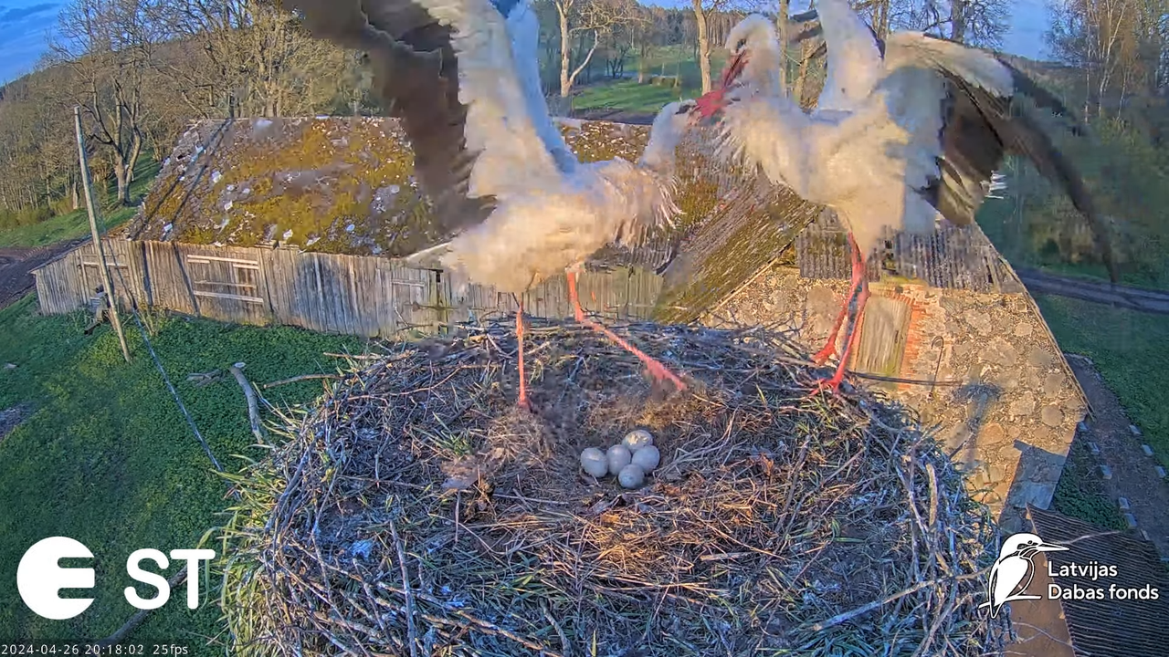 Baltie stārķi (Ciconia ciconia) Tukuma novadā - LDF tiešraide __ White storks in Tukums, Latvia 11-1