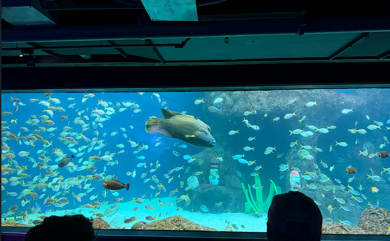 [Image: fishes2.png]