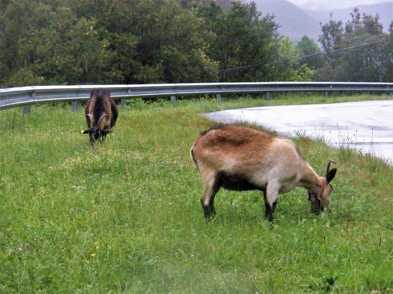 PICOS DE EUROPA-16-5-2013-LEON/ASTURIAS/CANTABRIA - Paseando por España-1991/2016 (61)