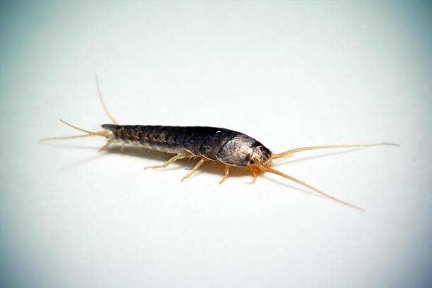 istockphoto-2203858677-612x612.jpg