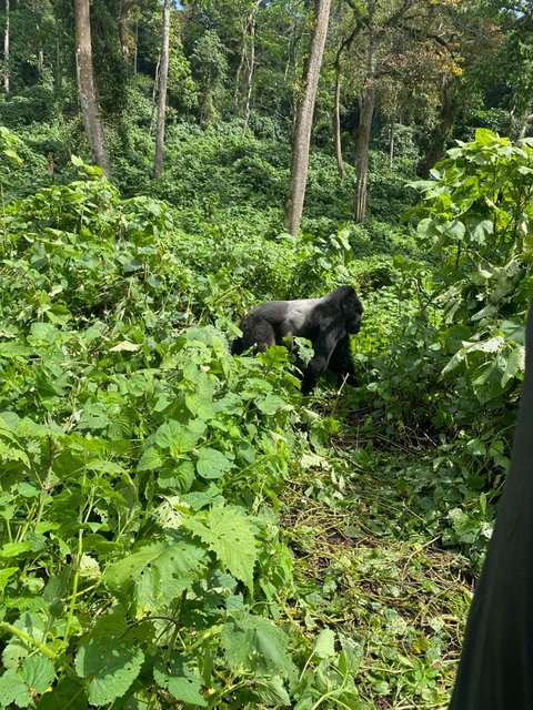 18 días por las tierras más remotas de Uganda y Kenya - Blogs de Africa Este y Centro - Bwindi - Queen Elizabeth National Park (4)