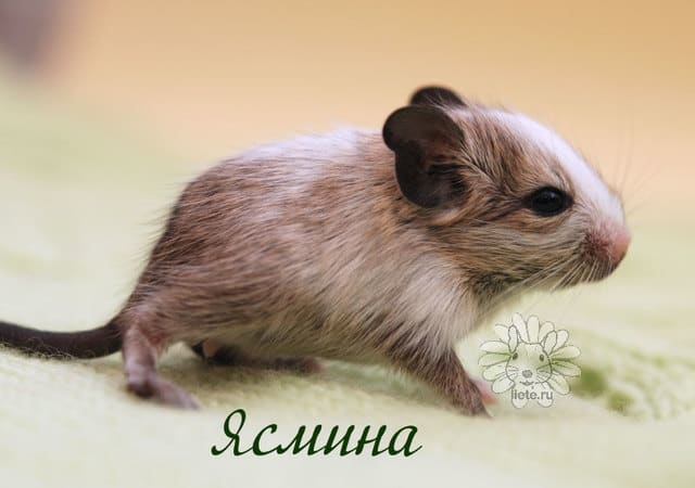 ясмина1_1-нед