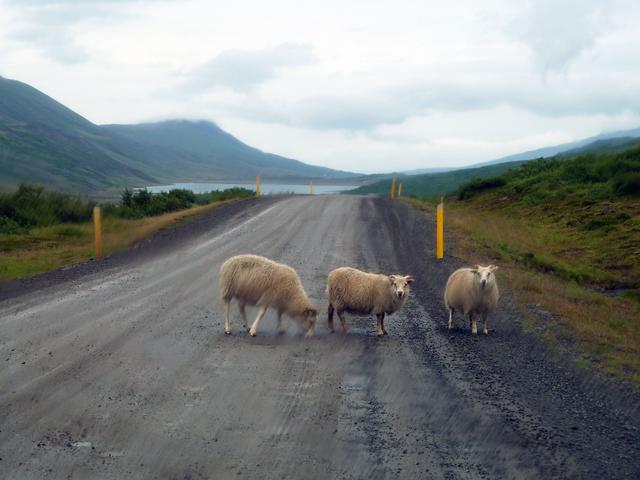 DÍA 5 (14/08/2016) –Djúpivogur - Hengifoss - Seydisfjördur - Egilsstadir - ISLANDIA en 11 DÍAS con 4x4 - Agosto 2016 (4)