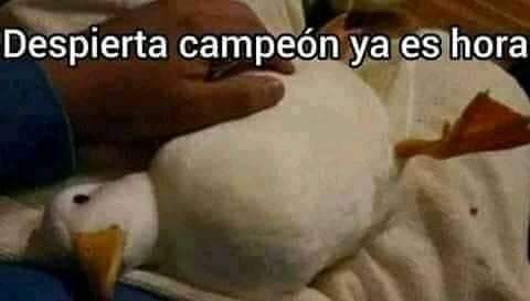 despierta-campe-n-ya-es-hora-ganso.jpg