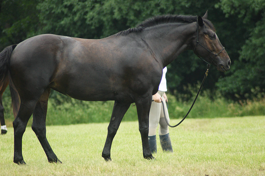 eventing-horse-show-stock-18-by-almondjoyy5-d6akw2b-pre.jpg