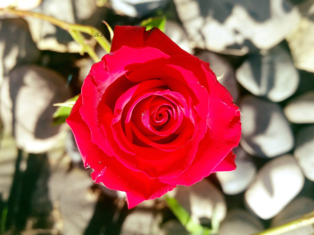 [Image: Rose.jpg]