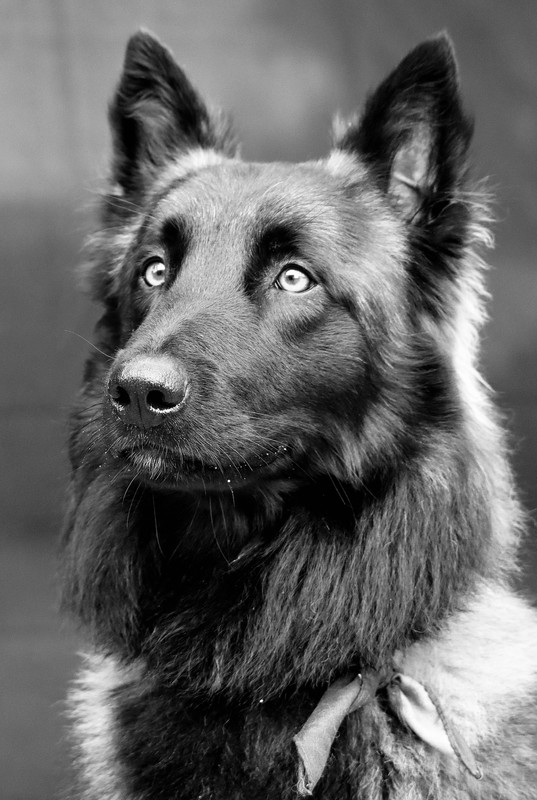 Berger Allemand Tervuren
