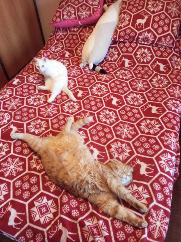 коты дром IMG_20231029_120544_982