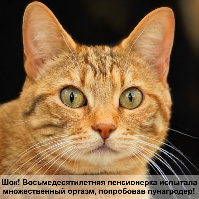 окрас кошки шоколадная черепаха