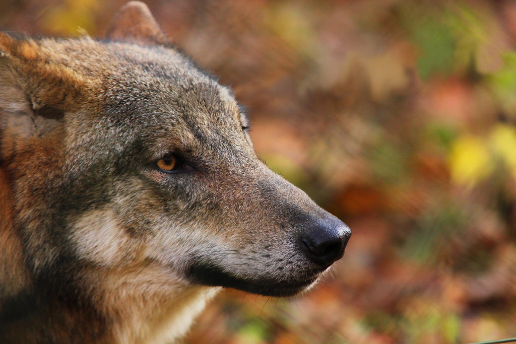 Wolf face landkek-stock